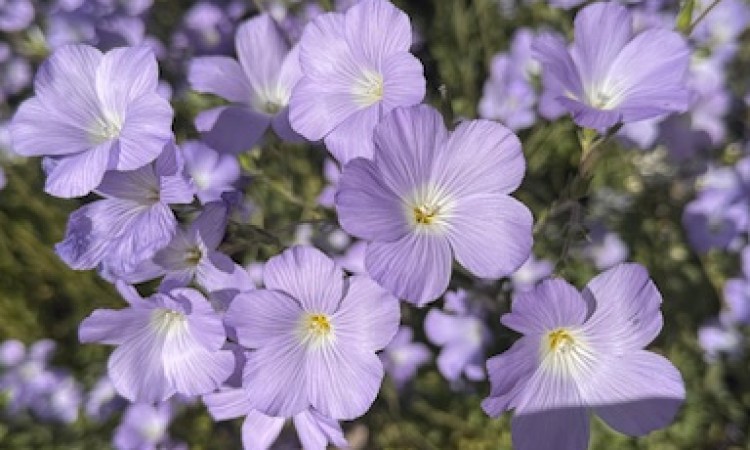 Relacja z wyjścia kl. 5a i 5c do Ogrodu Botanicznego i na lody